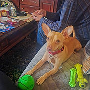 George joined the competition — help win amazing prizes! brown_dog, carpet, chew_toy, clutter, collar, couch, dog, glasses, green_ball, indoor, leash, man, person, pet, plaid_shirt, quilted_couch, relaxed, small_dog, toy, wooden_table