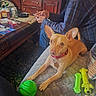 brown_dog, carpet, chew_toy, clutter, collar, couch, dog, glasses, green_ball, indoor, leash, man, person, pet, plaid_shirt, quilted_couch, relaxed, small_dog, toy, wooden_table