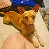George joined the competition — help win amazing prizes! animal, bed, blanket, canine, collar, cozy, curious, dog, domestic, fur, indoor, large_ears, looking_at_camera, lying_down, paw, person_knee, pet, resting, small_dog, tan_dog