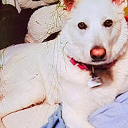 Dakota is registered to the contest to win money with this photo: dog, white_dog, plush_toy, panda, indoor, blanket, cushion, pet, animal, relaxing, soft_toys, fur, collar, cute, companionship, comfort, lying_down, nose, ears, domestic_animal