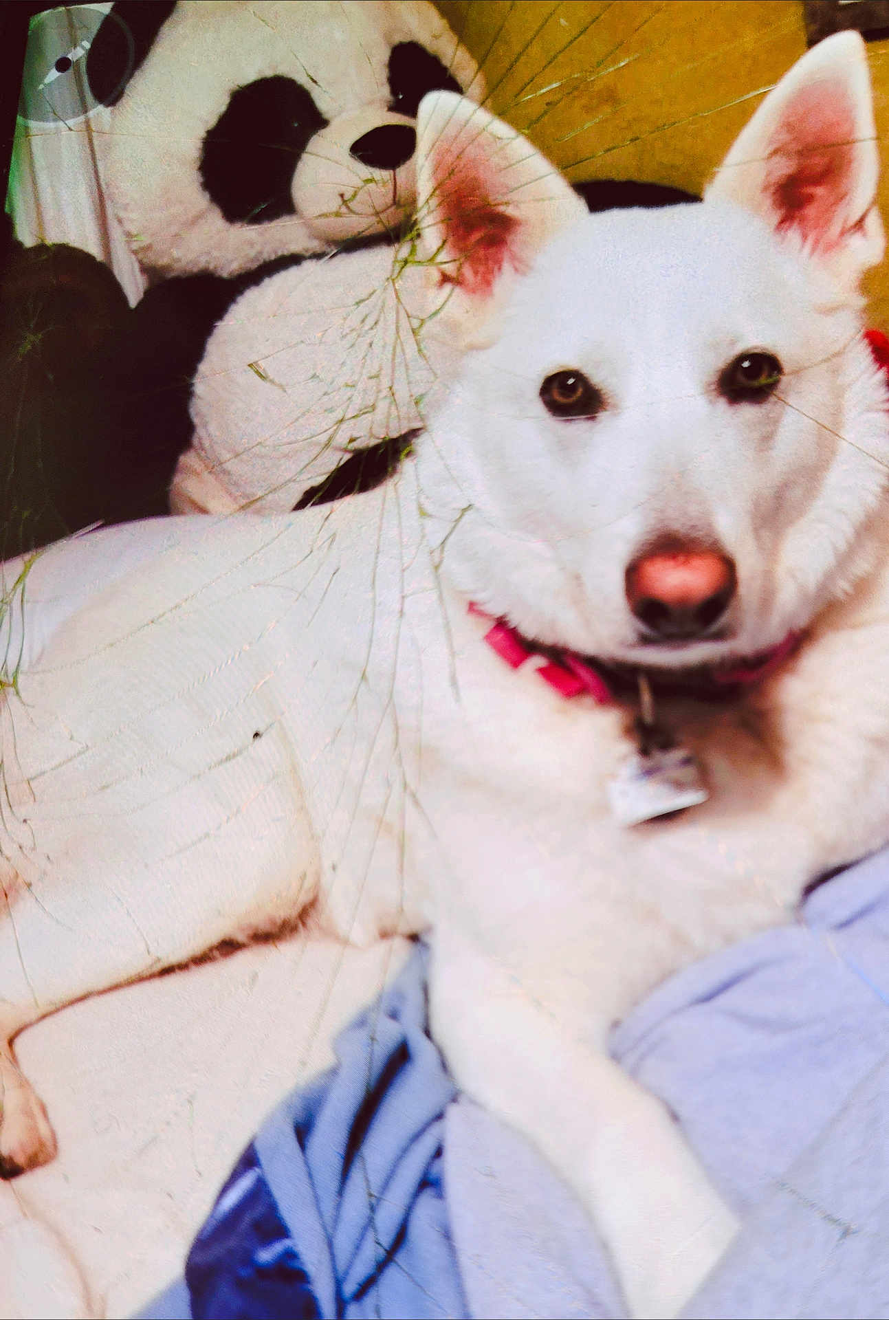 Dakota