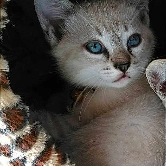 Olaf