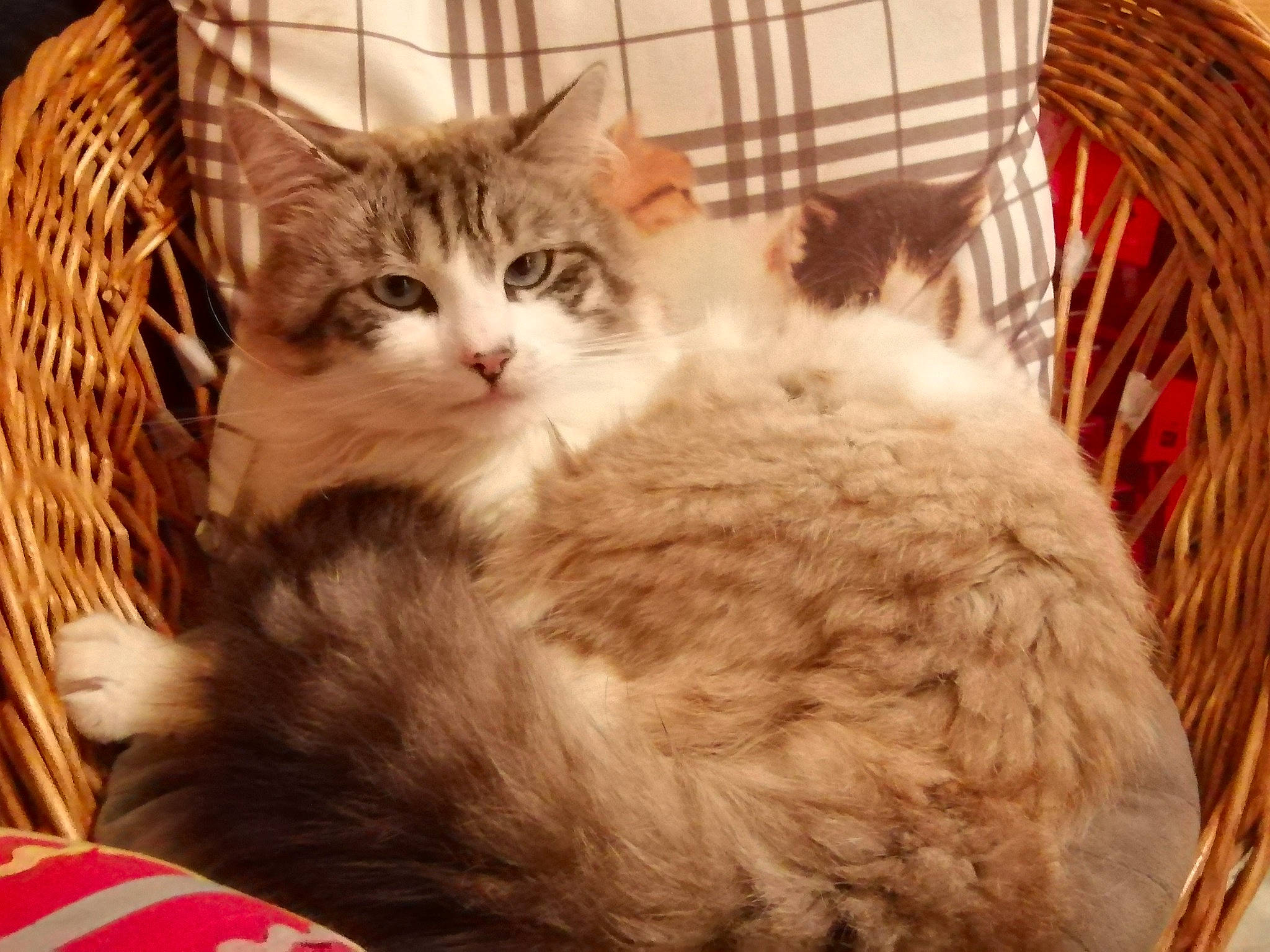 Blue a rejoint le concours — aidez-le/la à gagner de superbes lots ! basket, carnivore, cat, claw, comfort, domestic_short_haired_cat, fawn, felidae, fur, nap, paw, sleep, small_to_medium_sized_cats, snout, tail, terrestrial_animal, whiskers, wicker, wood