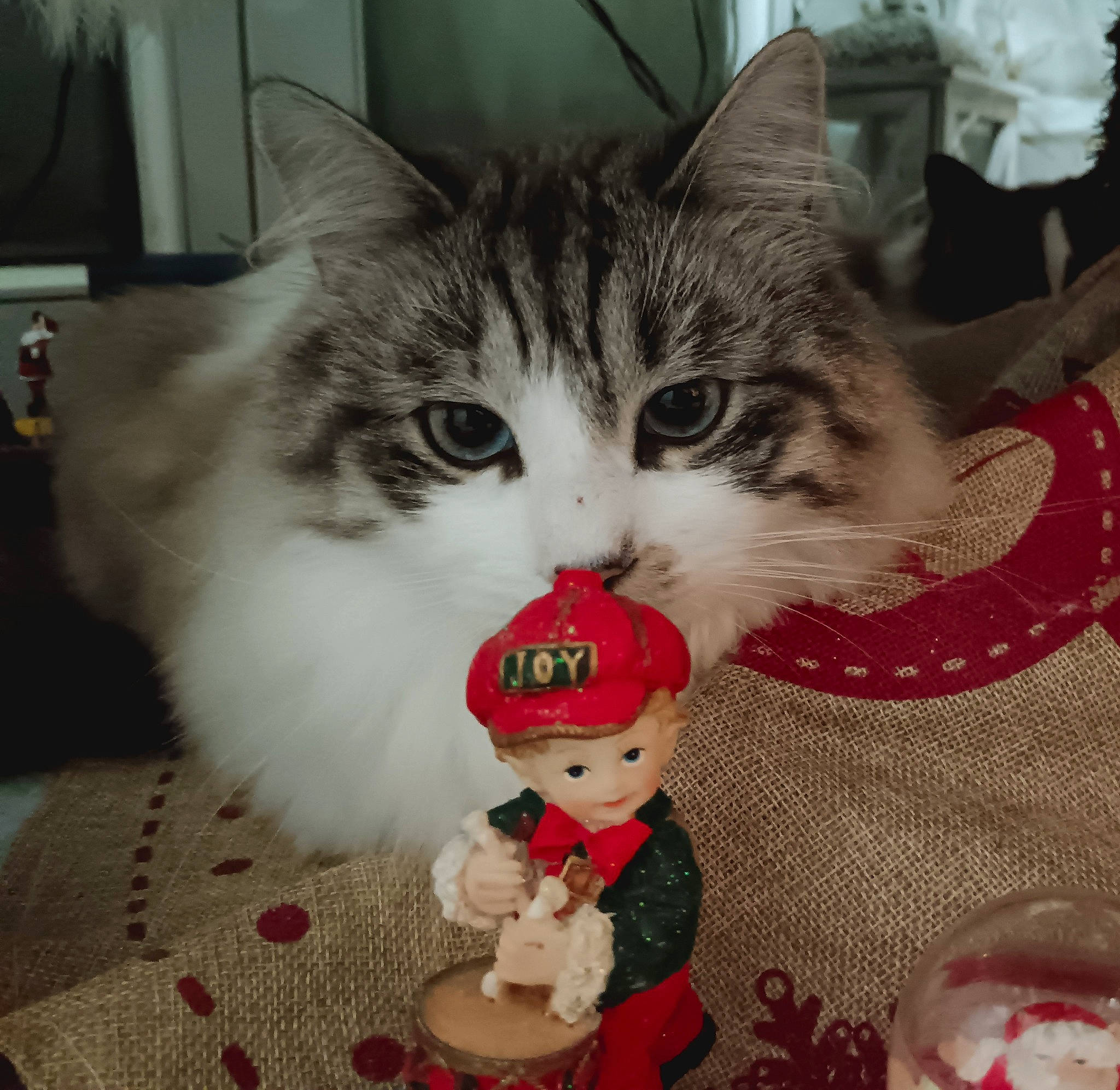 Blue participe au concours pour gagner de l'argent avec cette photo : carmine, carnivore, cat, christmas, claw, costume_hat, doll, domestic_short_haired_cat, felidae, flooring, fur, holiday, lap, pattern, paw, small_to_medium_sized_cats, tail, whiskers