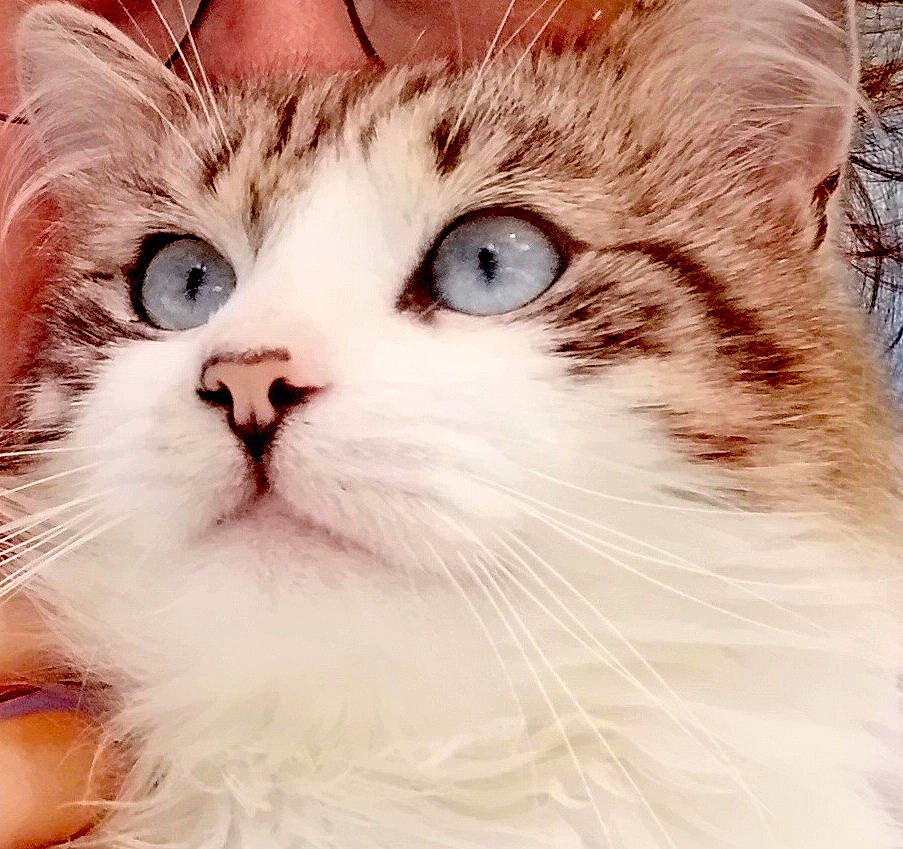 Blue participe au concours pour gagner de l'argent avec cette photo : carnivore, cat, comfort, domestic_short_haired_cat, ear, felidae, fur, iris, jaw, love, nose, paw, photo_caption, small_to_medium_sized_cats, snout, terrestrial_animal, whiskers