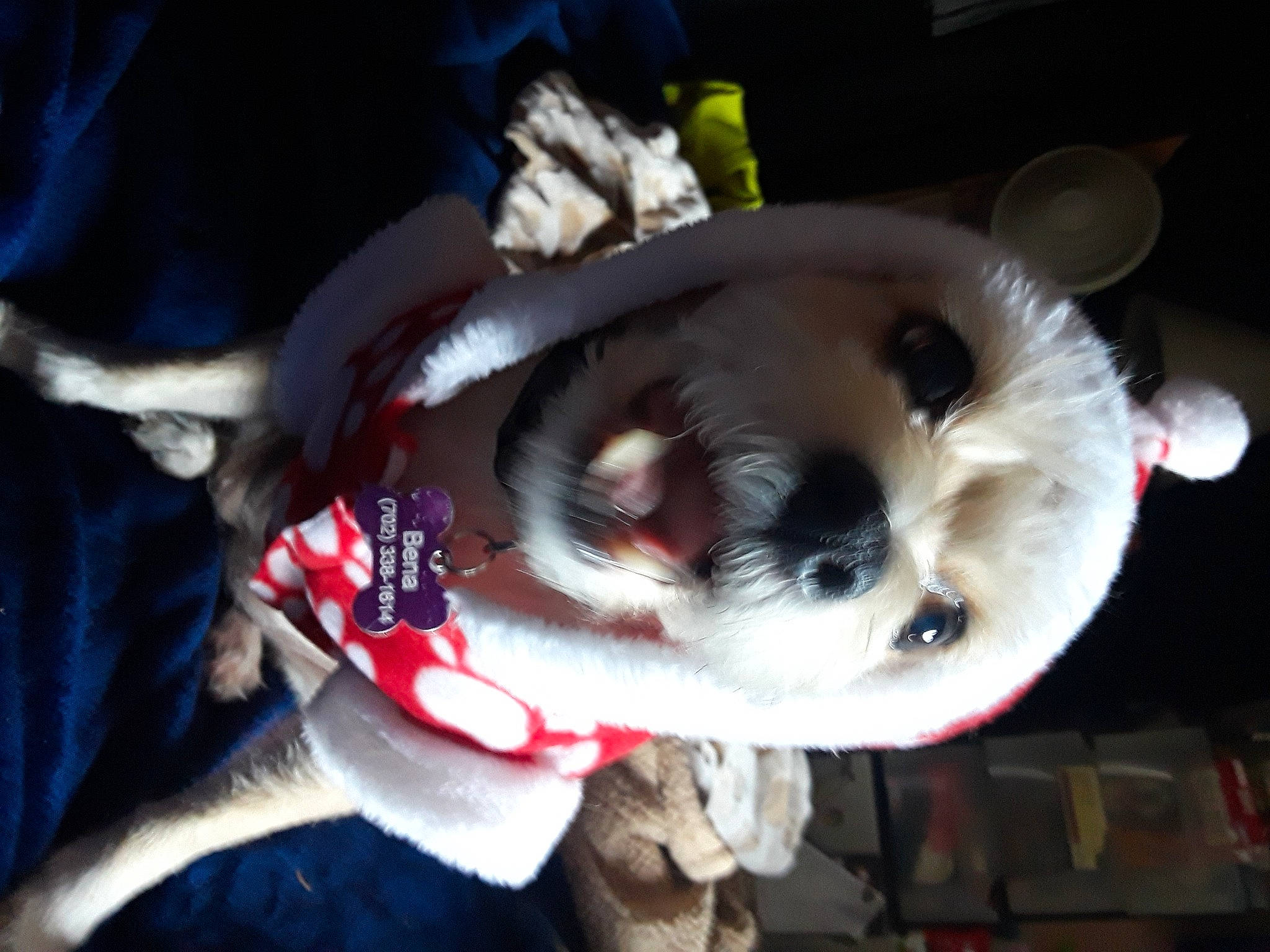 Bena joined the competition — help win amazing prizes! canidae, carmine, carnivore, companion_dog, costume, dog_breed, electric_blue, event, fawn, felidae, fur, natural_material, non_sporting_group, snout, sporting_group, tail, toy, tree, whiskers