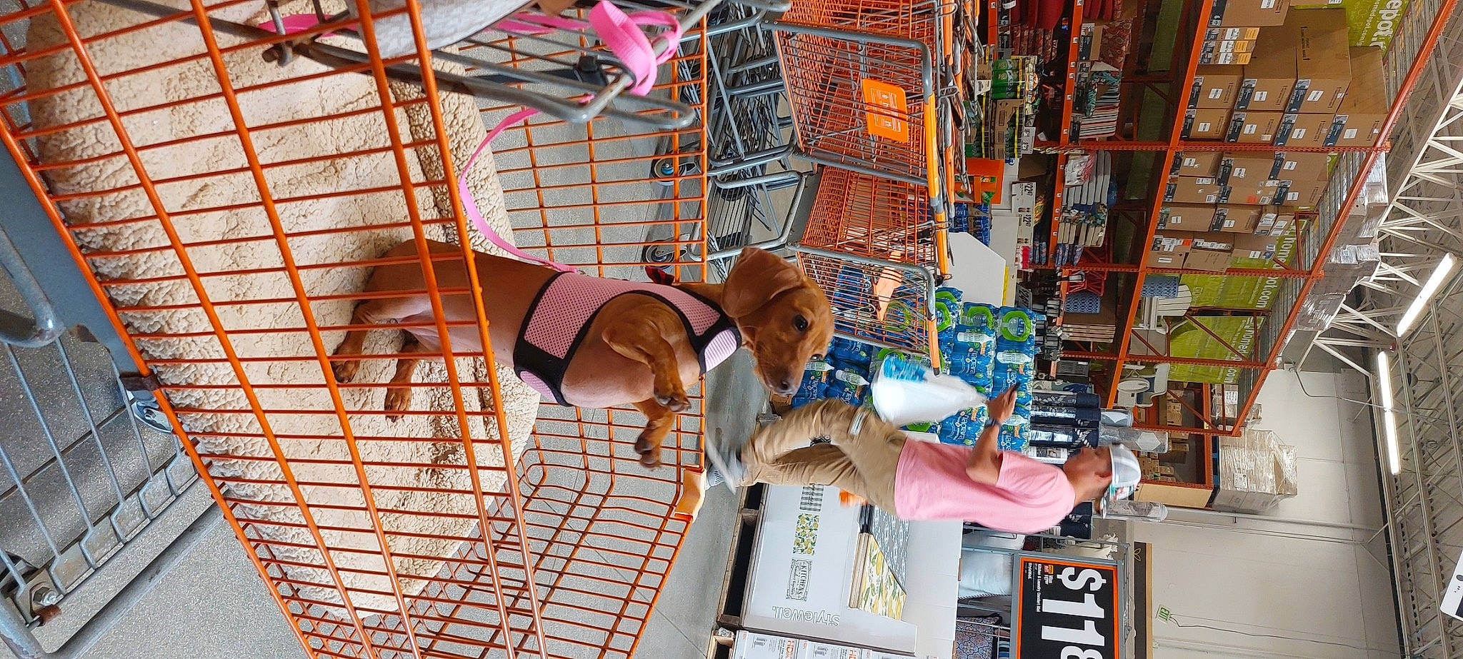 Bella joined the competition — help win amazing prizes! cage, child, city, fun, hat, leisure, metal, net, pet_supply, product, retail, room, shorts, street, t_shirt, vacation, wood, world