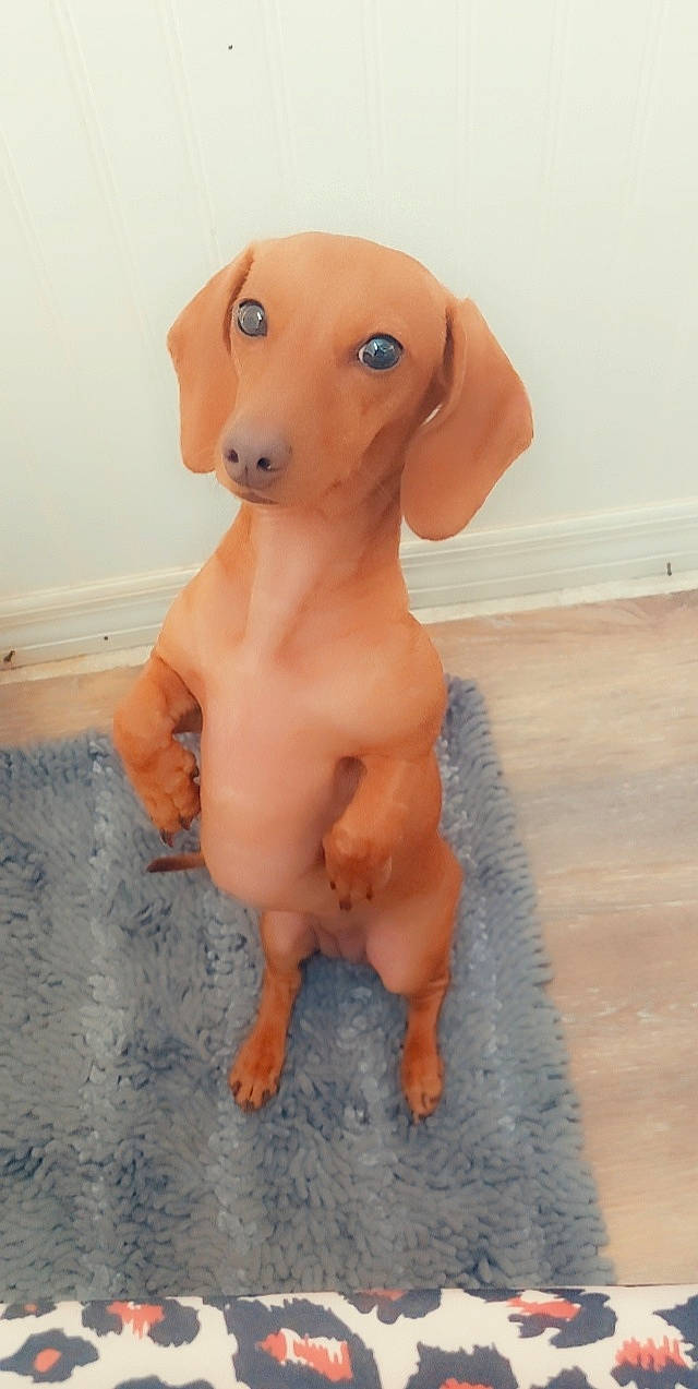 Bella is registered to the contest to win money with this photo: animal_figure, art, canidae, carnivore, chest, companion_dog, dog, dog_breed, fawn, flooring, foot, liver, nose, snout, sporting_group, tail, toy, trunk, wood, working_animal