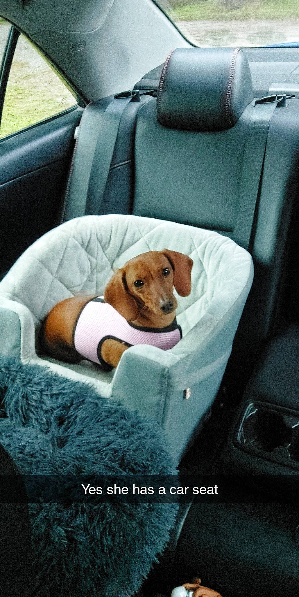 Bella joined the competition — help win amazing prizes! auto_part, automotive_design, automotive_exterior, car, car_seat, car_seat_cover, carnivore, comfort, companion_dog, dog, dog_breed, family_car, head_restraint, luxury_vehicle, motor_vehicle, personal_luxury_car, seat_belt, sporting_group, vehicle, vehicle_door