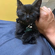 Howl joined the competition — help win amazing prizes! adorable, animal, bell, black_kitten, blue_surface, cat, closeup, collar, cute, domestic_pet, feline, furry, hand, indoor, petting, relaxed, resting, sleeping, small, yellow_wall