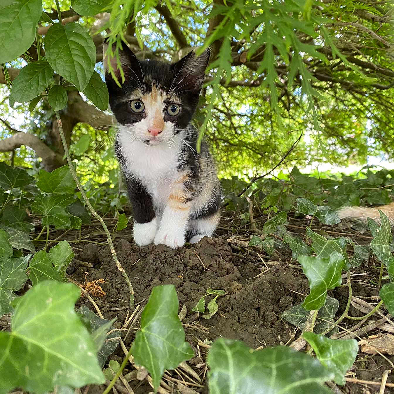 Vicky participe au concours pour gagner de l'argent avec cette photo : animal, cat, flower, grass, green, herbal, herbs, ivy, jungle, kitten, land, leaf, nature, outdoors, pet, plant, rainforest, soil, tree, vegetation