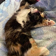 Ollipop Toots joined the competition — help win amazing prizes! abyssinian, animal, bed, bedroom, blanket, canine, cat, couch, dog, furniture, indoors, kitten, manx, person, pet, puppy, quilt, room, sleeping, towel