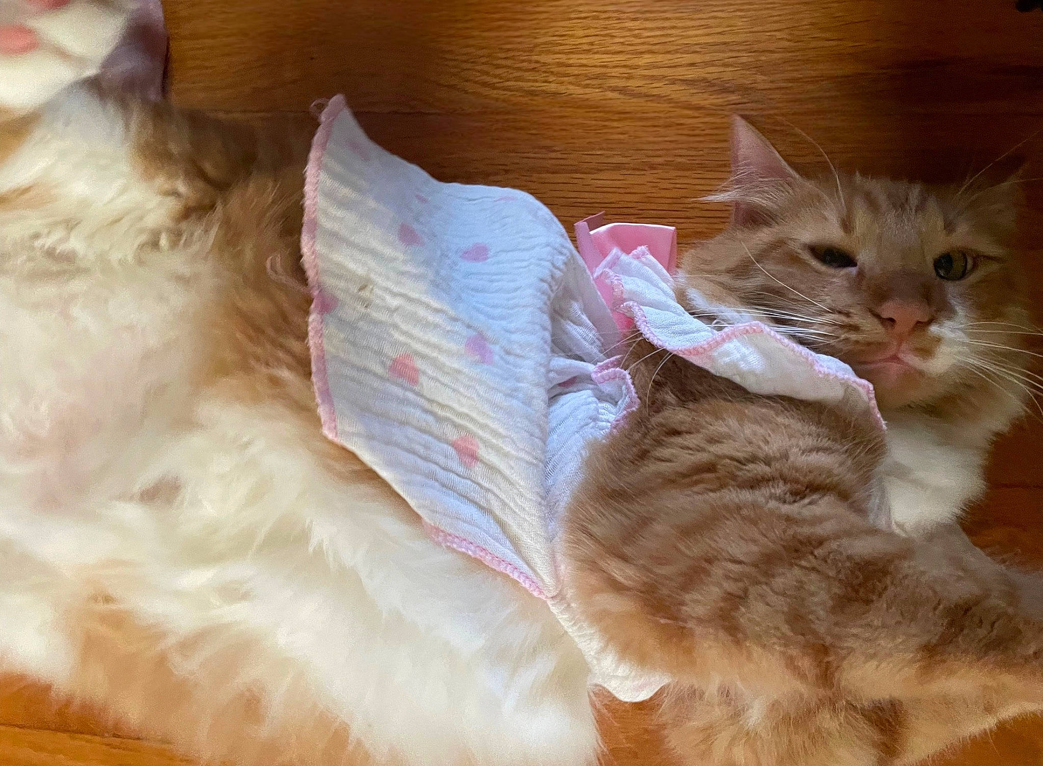 Toka Mae is registered to the contest to win money with this photo: carnivore, cat, claw, comfort, domestic_short_haired_cat, fawn, felidae, foot, fur, linens, mammal, nap, paw, small_to_medium_sized_cats, snout, tail, whiskers