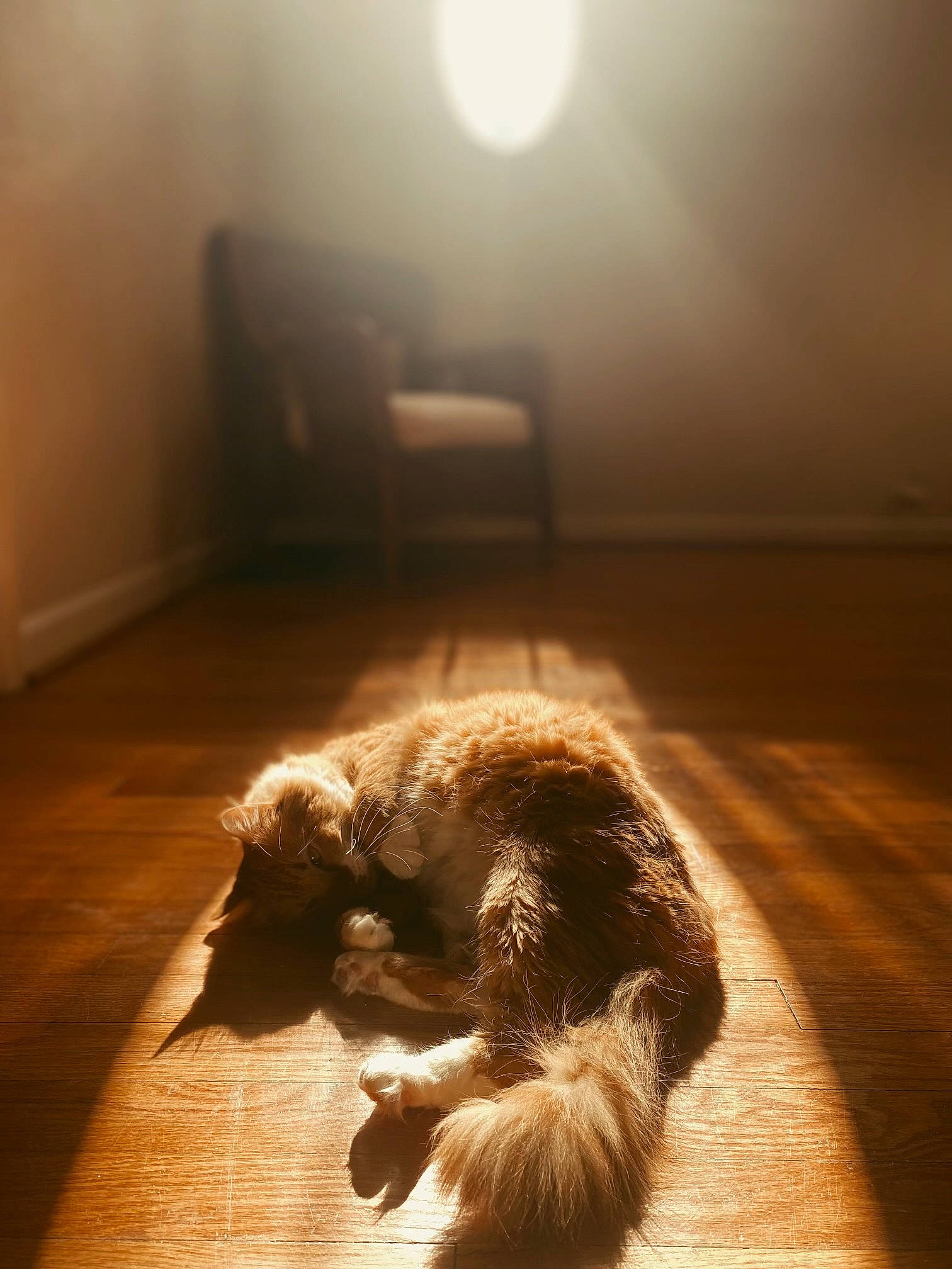 Toka Mae joined the competition — help win amazing prizes! brown, carnivore, comfort, companion_dog, darkness, dog_breed, felidae, floor, flooring, fur, hardwood, light, lighting, room, small_to_medium_sized_cats, sunlight, tail, tints_and_shades, whiskers, wood