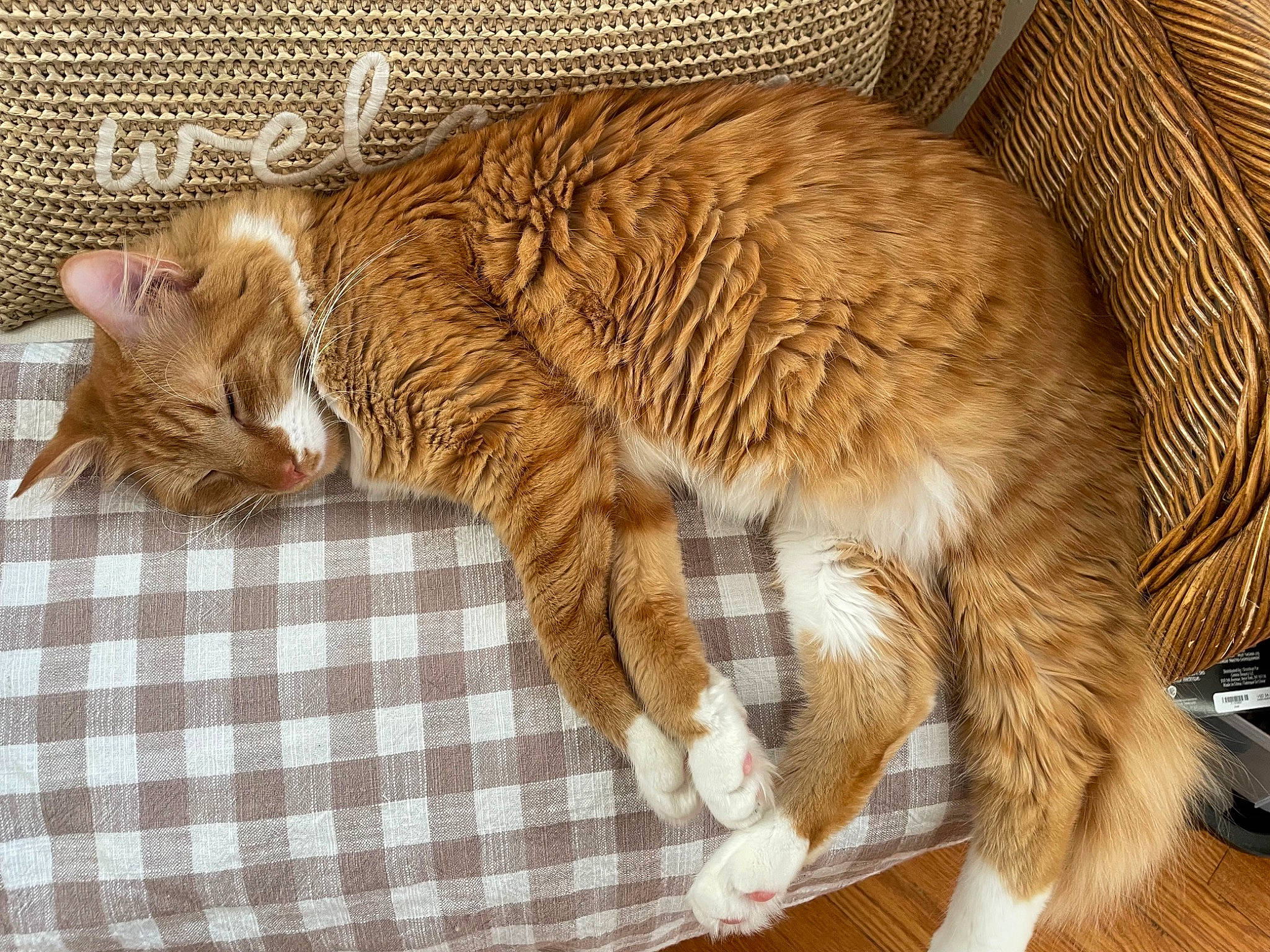 Toka Mae joined the competition — help win amazing prizes! carnivore, cat, cat_supply, claw, comfort, domestic_short_haired_cat, fawn, felidae, fur, nap, paw, sleep, small_to_medium_sized_cats, snout, tail, tartan, terrestrial_animal, whiskers, wildlife