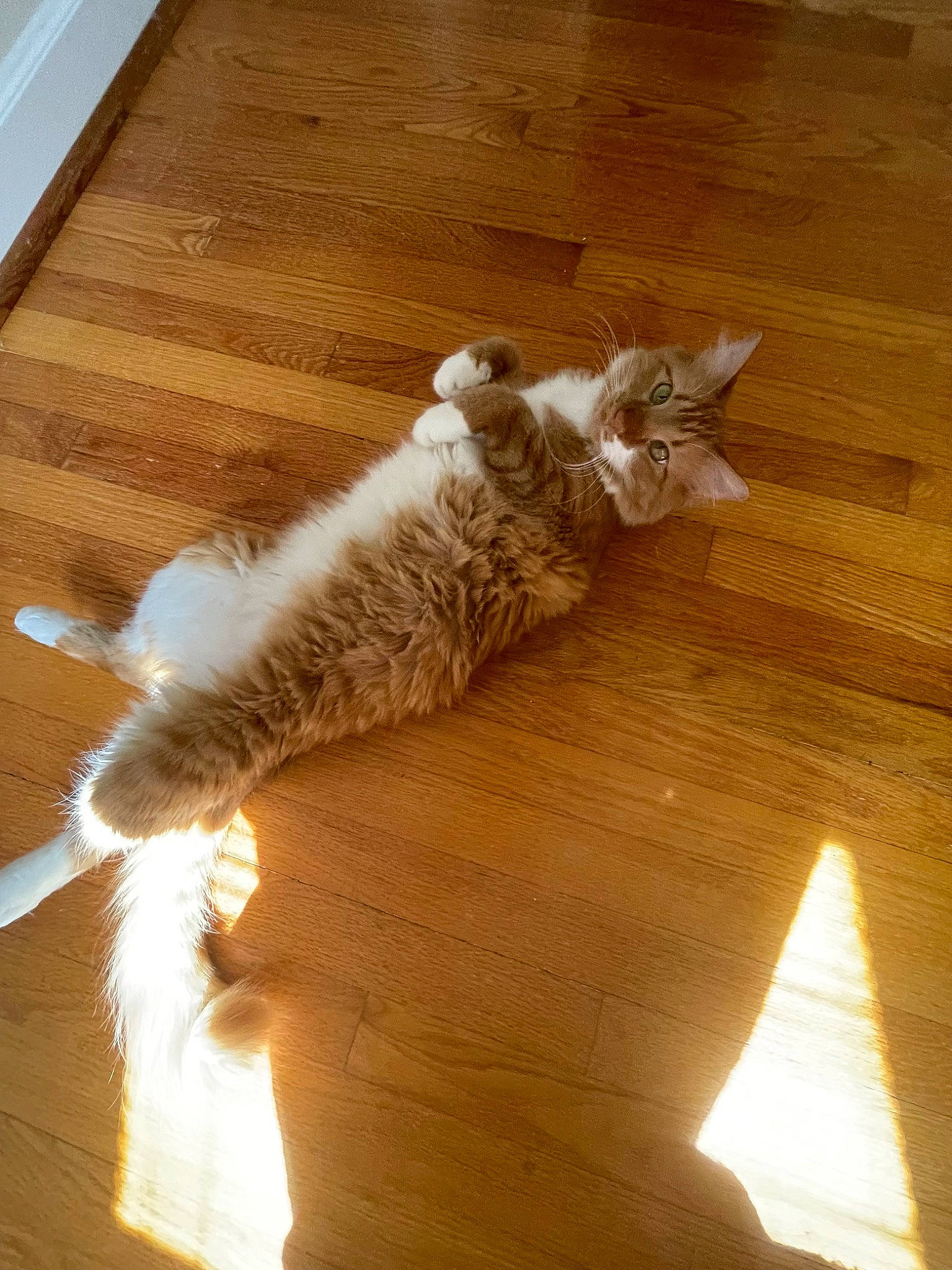 Toka Mae joined the competition — help win amazing prizes! brown, carnivore, cat, comfort, fawn, felidae, floor, flooring, fur, hardwood, laminate_flooring, paw, small_to_medium_sized_cats, tail, tints_and_shades, varnish, whiskers, wood, wood_flooring, wood_stain