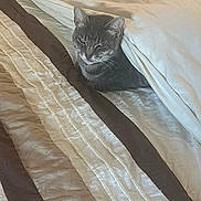 Nyla Bean joined the competition — help win amazing prizes! cat, tabby_cat, pet, bed, blanket, duvet, pillow, bedding, striped_bedding, gray_fur, whiskers, ears, cozy, indoor, resting, sleepy, closeup, fabric, quilt, portrait