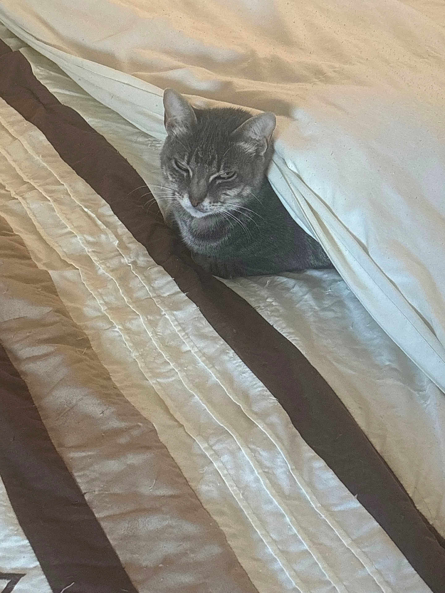 Nyla Bean joined the competition — help win amazing prizes! cat, tabby_cat, pet, bed, blanket, duvet, pillow, bedding, striped_bedding, gray_fur, whiskers, ears, cozy, indoor, resting, sleepy, closeup, fabric, quilt, portrait