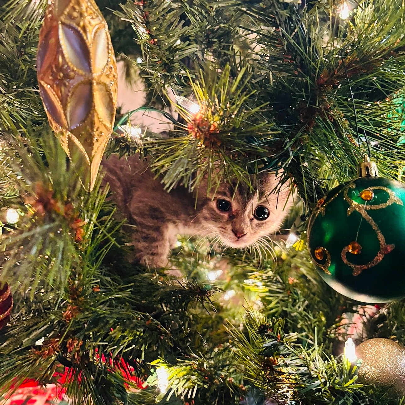 Nyla Bean Walton is registered to the contest to win money with this photo: animal, cat, celebration, christmas, christmas_tree, closeup, curious, cute, decorations, festive, greenery, holiday, indoor, kitten, lights, nature, ornament, pet, tree_branch, whiskers