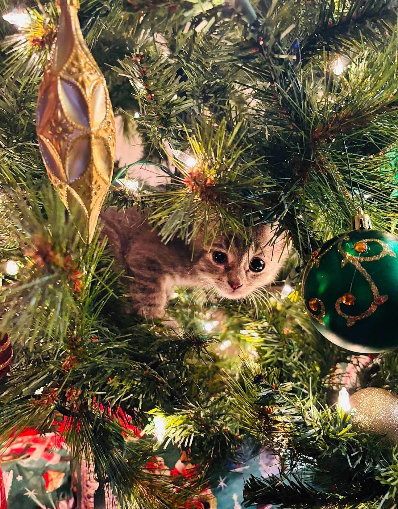 Nyla Bean Walton is registered to the contest to win money with this photo: animal, cat, celebration, christmas, christmas_tree, closeup, curious, cute, decorations, festive, greenery, holiday, indoor, kitten, lights, nature, ornament, pet, tree_branch, whiskers