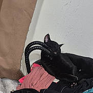 Stardust joined the competition — help win amazing prizes! black_cat, blanket, cable, cat, clothing, coiled_cable, curtain, ear, face, furniture, home_interior, indoor, nap, paw, pet, pile_of_clothes, relaxed, sleeping, wall_texture, whiskers