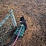 Stardust joined the competition — help win amazing prizes! black_cat, cat, chain_link_fence, daylight, exploring, grass_sprouts, ground, harness, jacket, leash, metal_post, mulch, outdoor, pet, plaid_coat, sidewalk, small_plant, tail, texture, walking