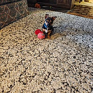 Memphis joined the competition — help win amazing prizes! dog, puppy, toy, carpet, indoor, furniture, wooden_cabinet, blue_collar, small_dog, patterned_rug, living_room, pet, cute, brown_dog, floor, cozy, domestic, animal, attention, playful
