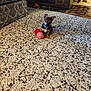 dog, puppy, toy, carpet, indoor, furniture, wooden_cabinet, blue_collar, small_dog, patterned_rug, living_room, pet, cute, brown_dog, floor, cozy, domestic, animal, attention, playful