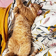 Arrow a rejoint le concours — aidez-le/la à gagner de superbes lots ! bed, blanket, cat, comfort, cozy, cute, feline, floral_pattern, fur, ginger_cat, indoor, paw, pet, pink, relaxing, sleeping, stretching, tail, white, yellow