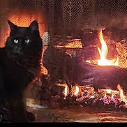 Bobbi joined the competition — help win amazing prizes! animal, black_cat, brick, cat, cozy, fire, fireplace, flames, fur, glowing_eyes, hearth, home, indoors, night, pet, quiet, relaxing, shadow, sitting, warmth