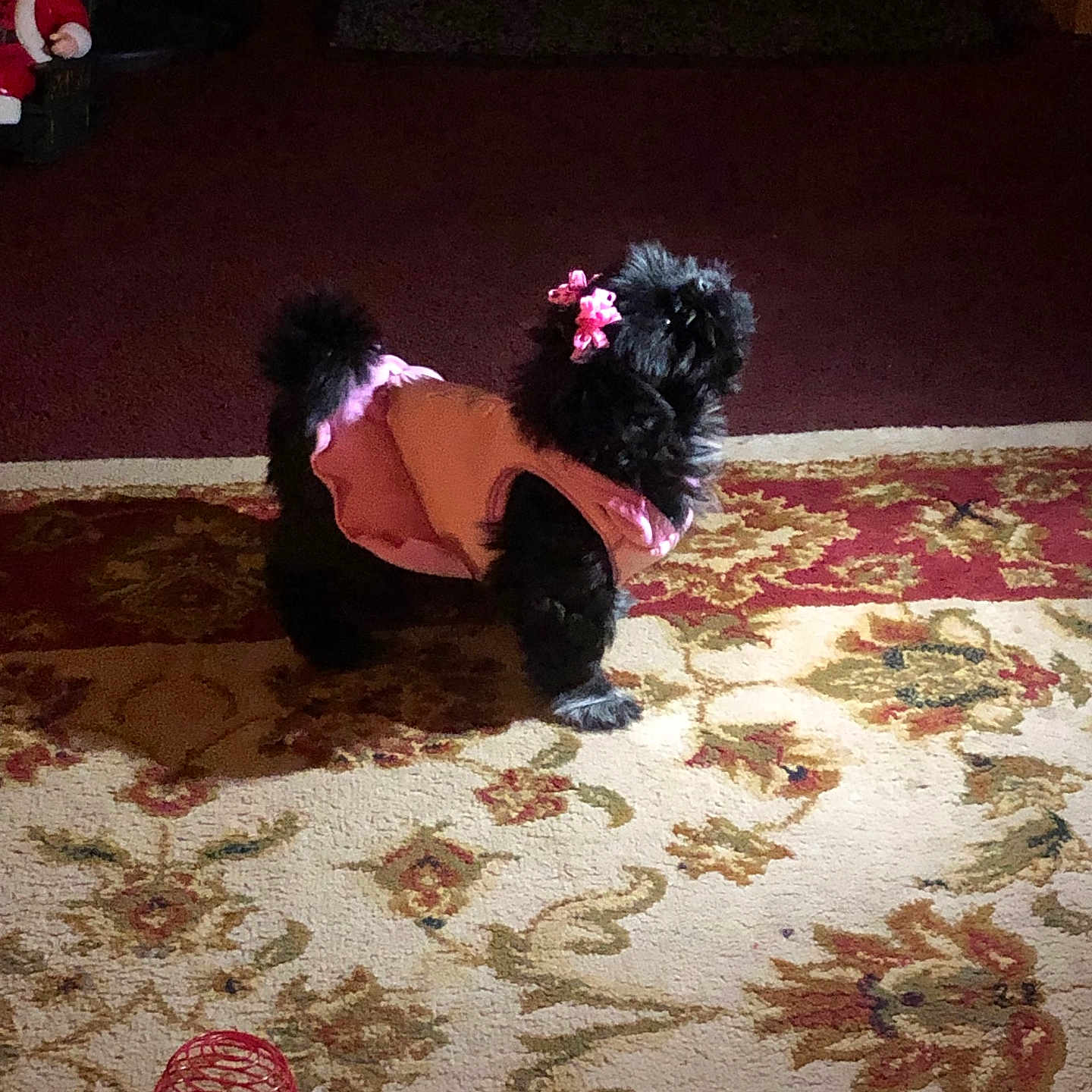 Mina joined the competition — help win amazing prizes! animal, black_dog, carpet, cute, dog, figurine, floor, furniture, holiday_decor, home, indoor, lighting, patterned_rug, pet, pink_bows, pink_clothing, red_toy, shadow, small_dog, toy