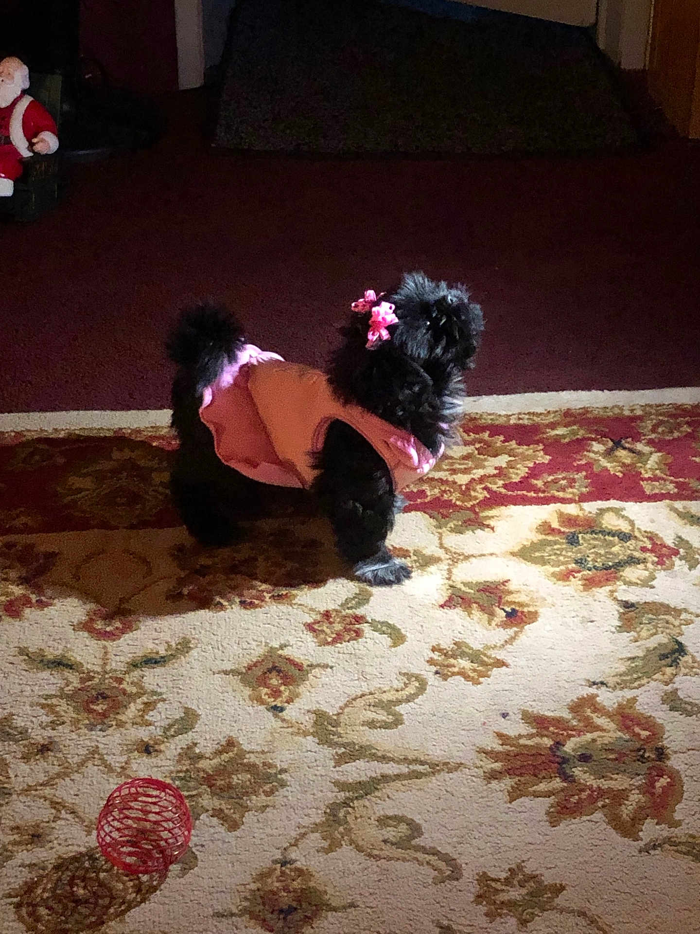 Mina joined the competition — help win amazing prizes! dog, black_dog, pet, indoor, carpet, pink_clothing, pink_bows, toy, red_toy, patterned_rug, shadow, holiday_decor, figurine, floor, animal, cute, small_dog, furniture, lighting, home
