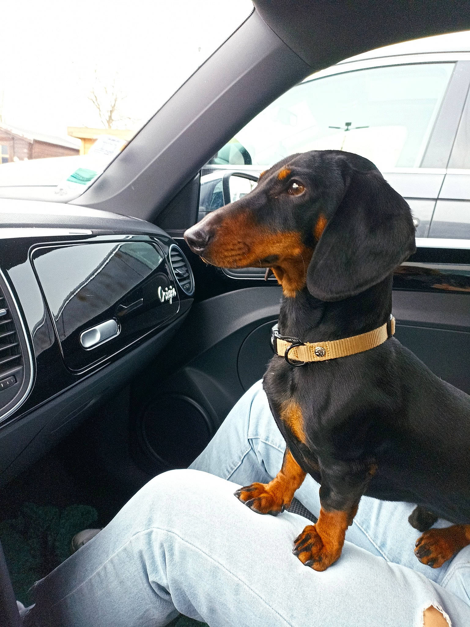 Sumo a rejoint le concours — aidez-le/la à gagner de superbes lots ! automotive_design, automotive_exterior, automotive_mirror, car, car_seat, car_seat_cover, carnivore, collar, companion_dog, dog, dog_breed, fixture, head_restraint, motor_vehicle, personal_luxury_car, sporting_group, steering_wheel, vehicle, vehicle_door, windshield