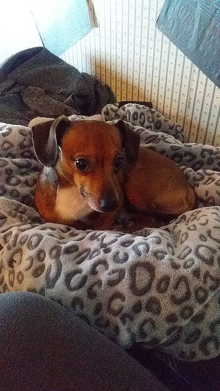 Max is registered to the contest to win money with this photo: canidae, carnivore, comfort, companion_dog, dog, dog_bed, dog_breed, dog_supply, fawn, hound, linens, liver, pet_supply, snout, sporting_group, terrestrial_animal, toy_dog, whiskers, wood, working_animal