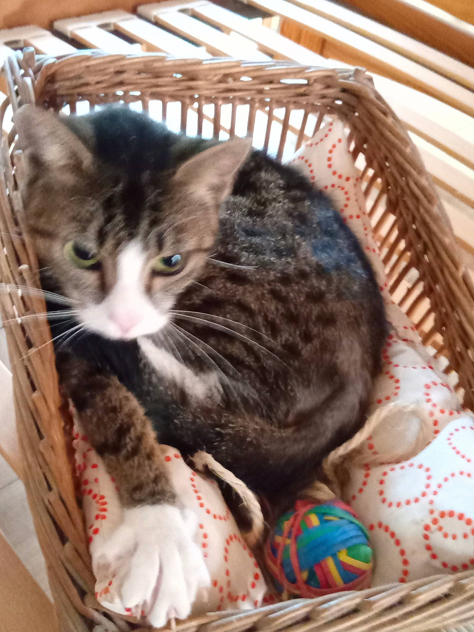 Laly participe au concours pour gagner de l'argent avec cette photo : american_shorthair, american_wirehair, animal_shelter, asian, basket, box, carnivore, cat, cat_bed, domestic_short_haired_cat, dragon_li, european_shorthair, felidae, kitten, small_to_medium_sized_cats, tabby_cat, whiskers, wicker