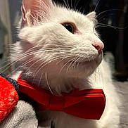 Ghost joined the competition — help win amazing prizes! cat, white_cat, bow_tie, pet, animal, fur, whiskers, close_up, indoor, cozy, soft_texture, blanket, cute, domestic_cat, mammal, portrait, feline, side_view, red_bow_tie, relaxed