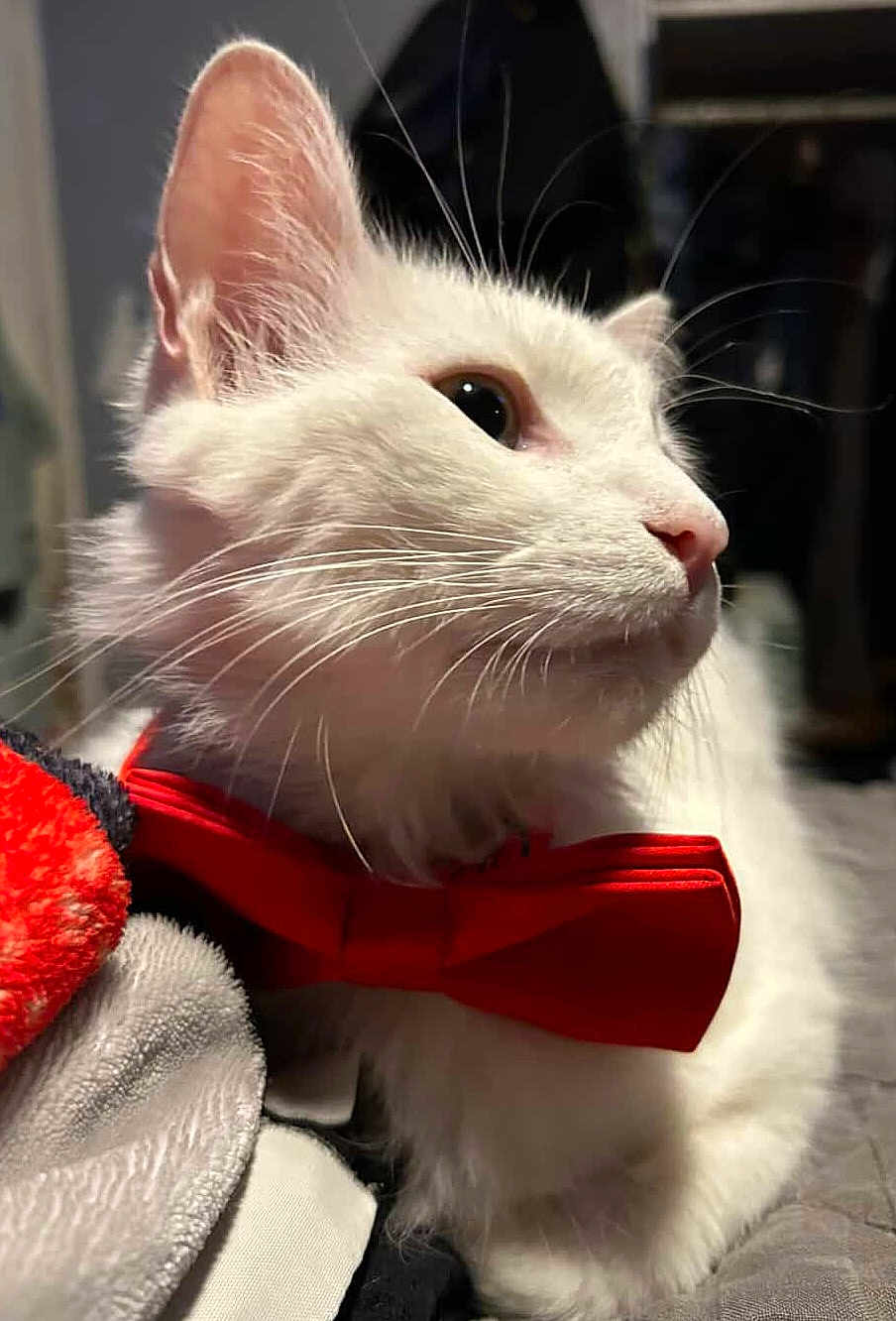 Ghost joined the competition — help win amazing prizes! cat, white_cat, bow_tie, pet, animal, fur, whiskers, close_up, indoor, cozy, soft_texture, blanket, cute, domestic_cat, mammal, portrait, feline, side_view, red_bow_tie, relaxed