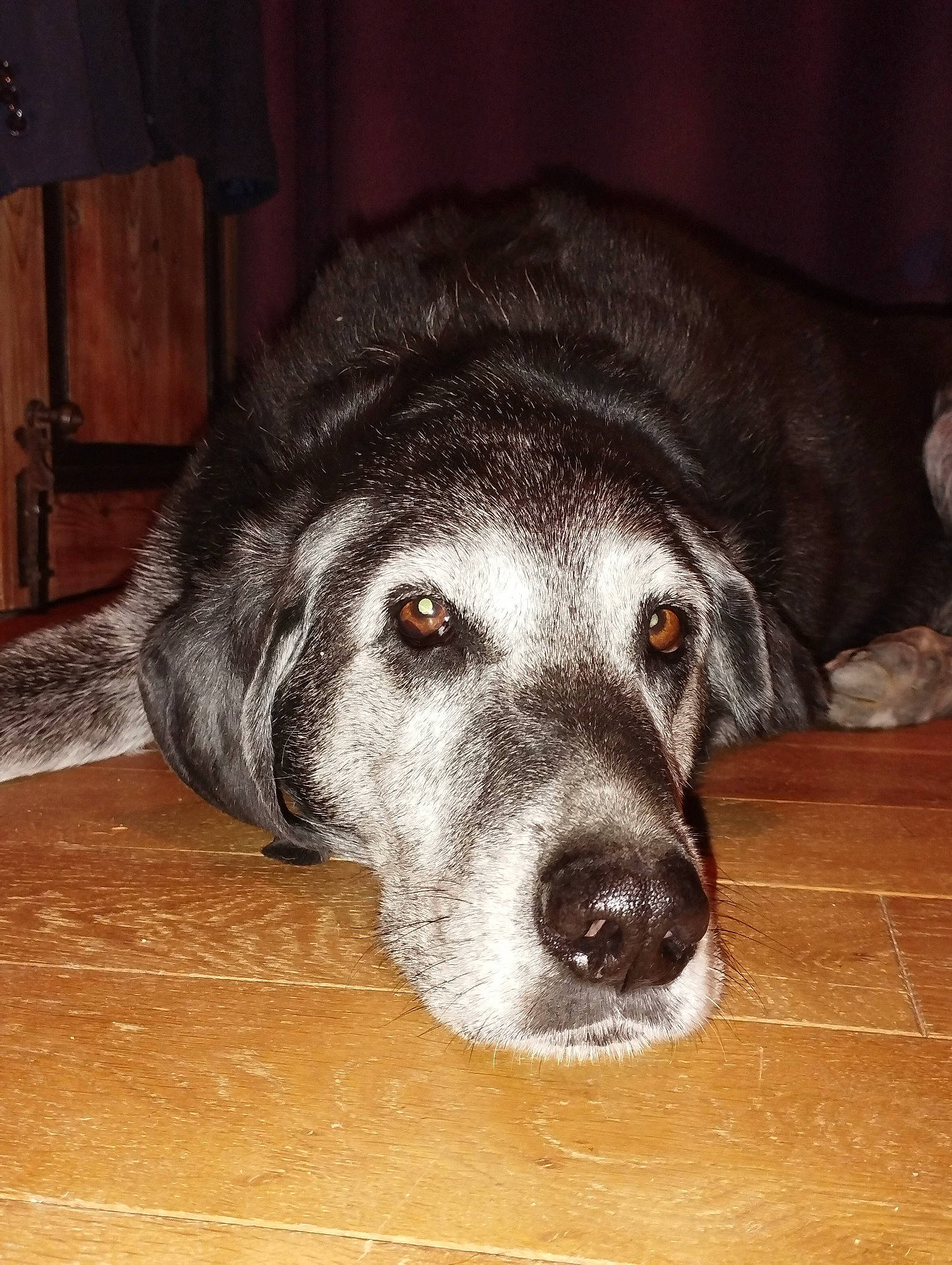 Filou participe au concours pour gagner de l'argent avec cette photo : canidae, carnivore, comfort, companion_dog, dog, dog_breed, ear, eye, flooring, fur, grey, hardwood, jaw, snout, sporting_group, terrestrial_animal, whiskers, wood, wood_stain, working_animal