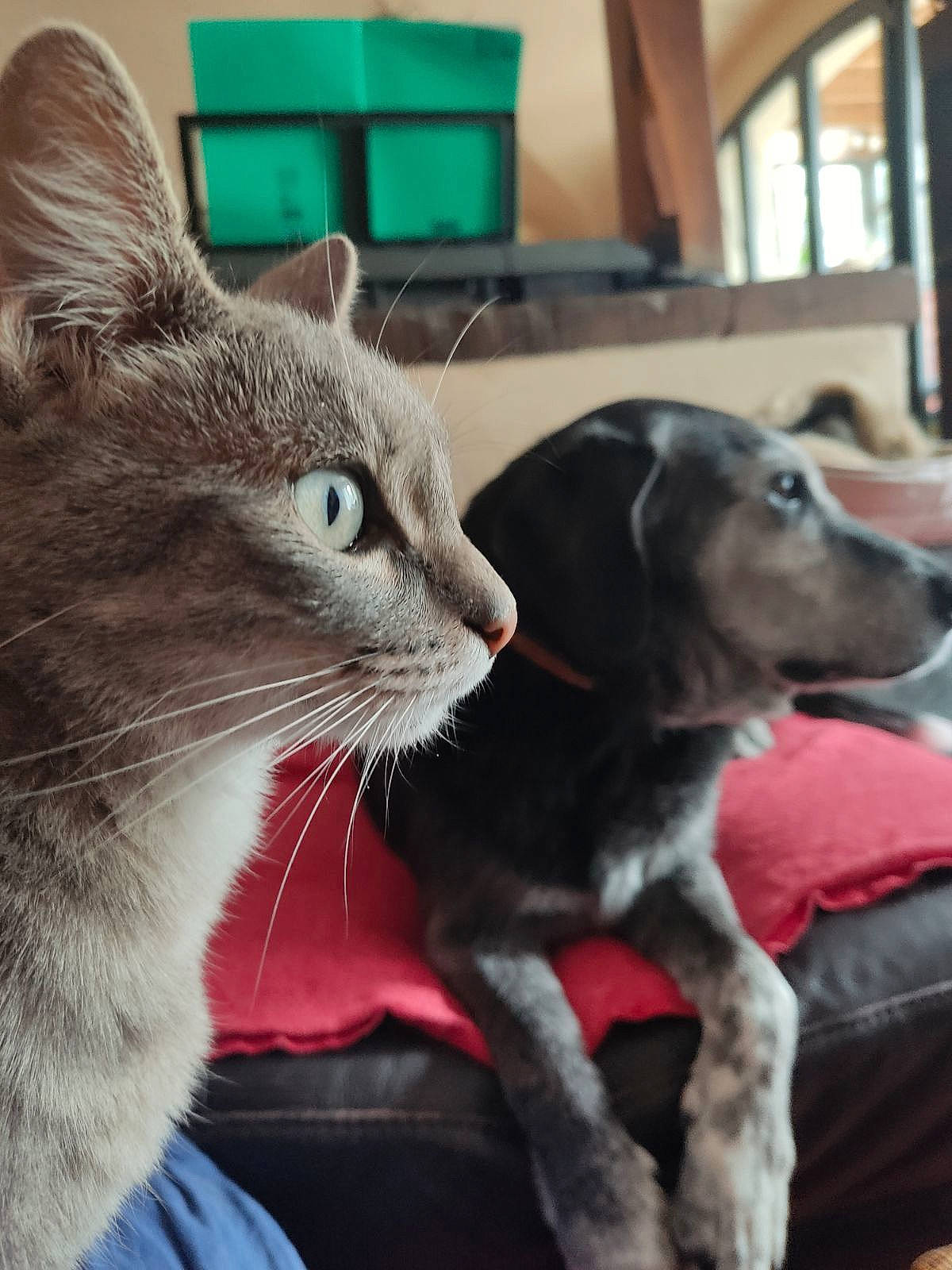 Filou participe au concours pour gagner de l'argent avec cette photo : carnivore, cat, cat_supply, claw, collar, comfort, companion_dog, dog_breed, domestic_short_haired_cat, felidae, fur, grey, mammal, paw, small_to_medium_sized_cats, snout, tail, vertebrate, whiskers, window