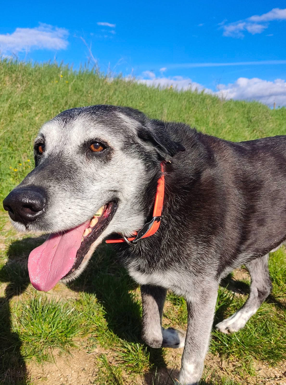 Filou participe au concours pour gagner de l'argent avec cette photo : canidae, carnivore, cloud, collar, companion_dog, dog, dog_breed, dog_collar, dog_supply, grass, hunting_dog, pet_supply, plant, sky, snout, sporting_group, terrestrial_animal, working_animal, working_dog