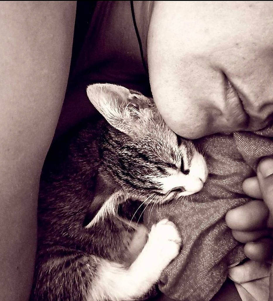 Plume a rejoint le concours — aidez-le/la à gagner de superbes lots ! beard, black_and_white, carnivore, cat, comfort, ear, elbow, felidae, finger, gesture, grey, hand, happy, monochrome, monochrome_photography, nail, organ, small_to_medium_sized_cats, style, whiskers