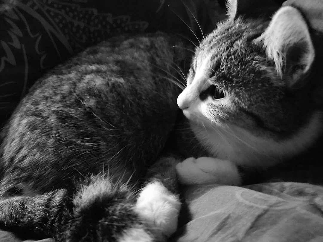 Plume participe au concours pour gagner de l'argent avec cette photo : black_and_white, carnivore, cat, claw, comfort, darkness, domestic_short_haired_cat, felidae, fur, grey, monochrome, monochrome_photography, paw, sand, small_to_medium_sized_cats, snout, style, tail, whiskers, wildlife