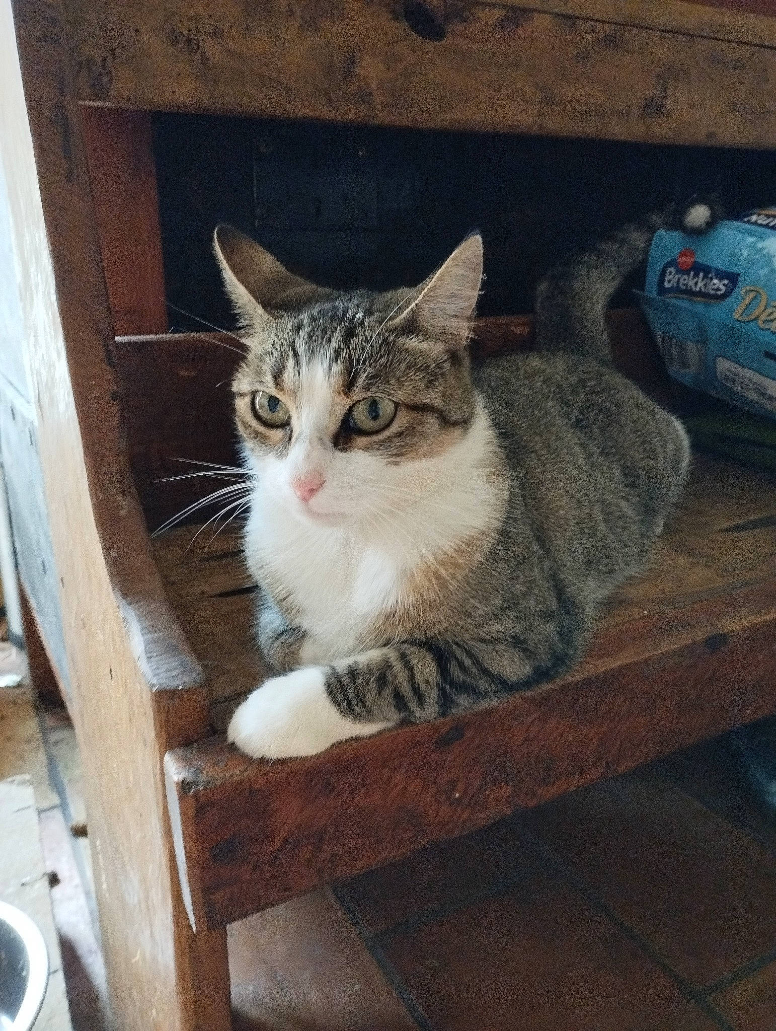 Plume participe au concours pour gagner de l'argent avec cette photo : box, carnivore, cat, cat_supply, domestic_short_haired_cat, door, felidae, fur, hardwood, paw, pet_supply, small_to_medium_sized_cats, snout, whiskers, window, wood