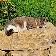 Plume a rejoint le concours — aidez-le/la à gagner de superbes lots ! animal, cat, dandelions, daylight, feline, flora, garden, grass, greenery, mammal, nature, outdoor, pet, relaxing, resting, rock, sleepy, summer, sunlight, wildlife