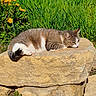 animal, cat, dandelions, daylight, feline, flora, garden, grass, greenery, mammal, nature, outdoor, pet, relaxing, resting, rock, sleepy, summer, sunlight, wildlife