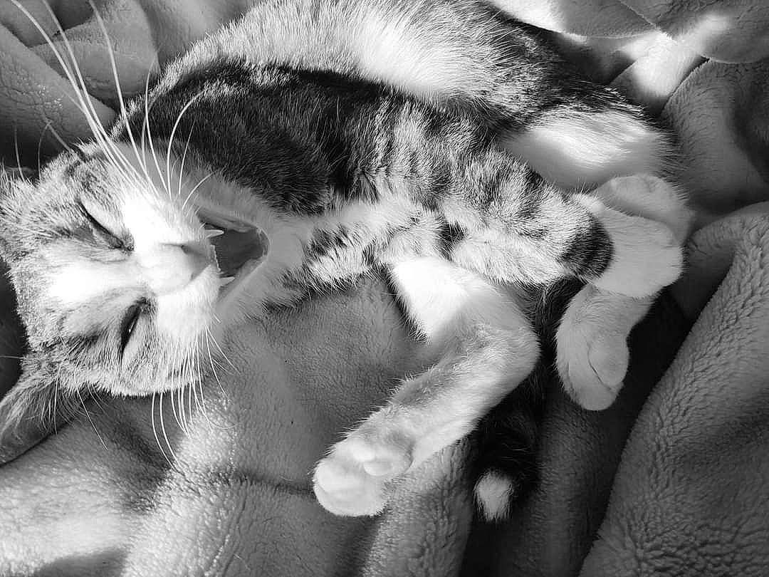 Plume participe au concours pour gagner de l'argent avec cette photo : beauty, black_and_white, carnivore, cat, close_up, comfort, eye, felidae, gesture, hand, leg, monochrome, monochrome_photography, organism, plant, small_to_medium_sized_cats, snout, style, tail, whiskers