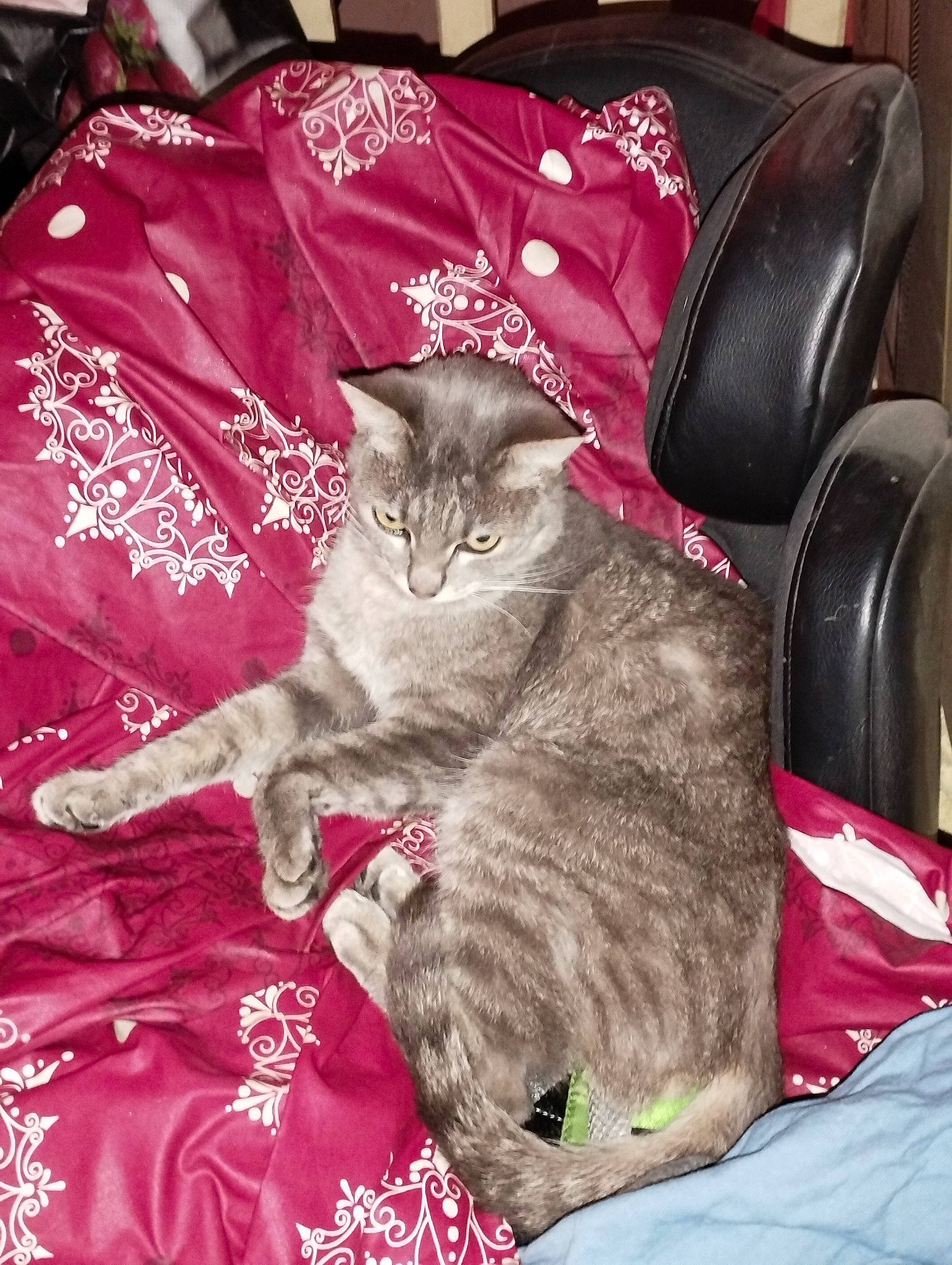 Xena participe au concours pour gagner de l'argent avec cette photo : carnivore, cat, comfort, domestic_short_haired_cat, felidae, fur, grey, magenta, paw, small_to_medium_sized_cats, tail, whiskers