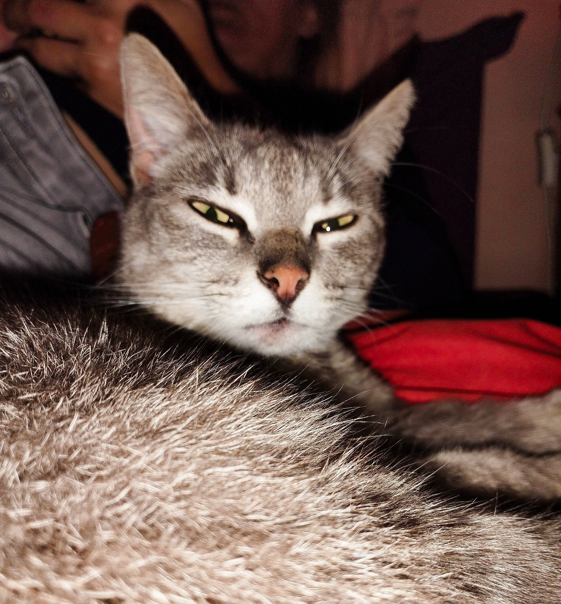 Xena participe au concours pour gagner de l'argent avec cette photo : carnivore, cat, cat_supply, claw, comfort, domestic_short_haired_cat, felidae, fur, paw, photo_caption, sitting, small_to_medium_sized_cats, snout, tail, terrestrial_animal, whiskers, wildlife