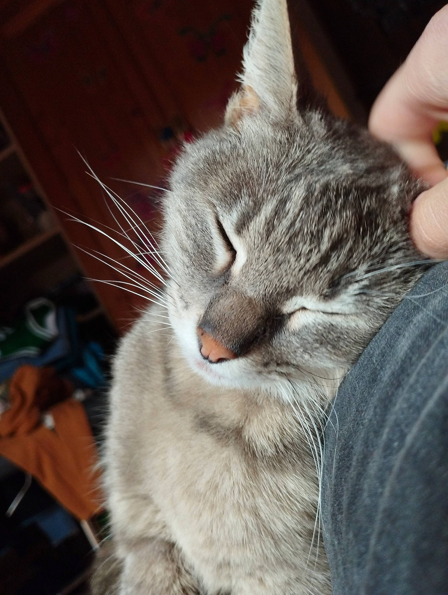 Xena participe au concours pour gagner de l'argent avec cette photo : carnivore, cat, claw, comfort, domestic_short_haired_cat, ear, felidae, fur, nail, nap, paw, sleep, small_to_medium_sized_cats, snout, tail, whiskers