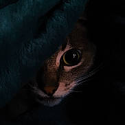 Xena a rejoint le concours — aidez-le/la à gagner de superbes lots ! cat, close_up, animal, dark, shadow, eye, whiskers, fur, mystery, pet, night, portrait, curious, feline, soft_texture, low_light, indoor, nose, face, creature